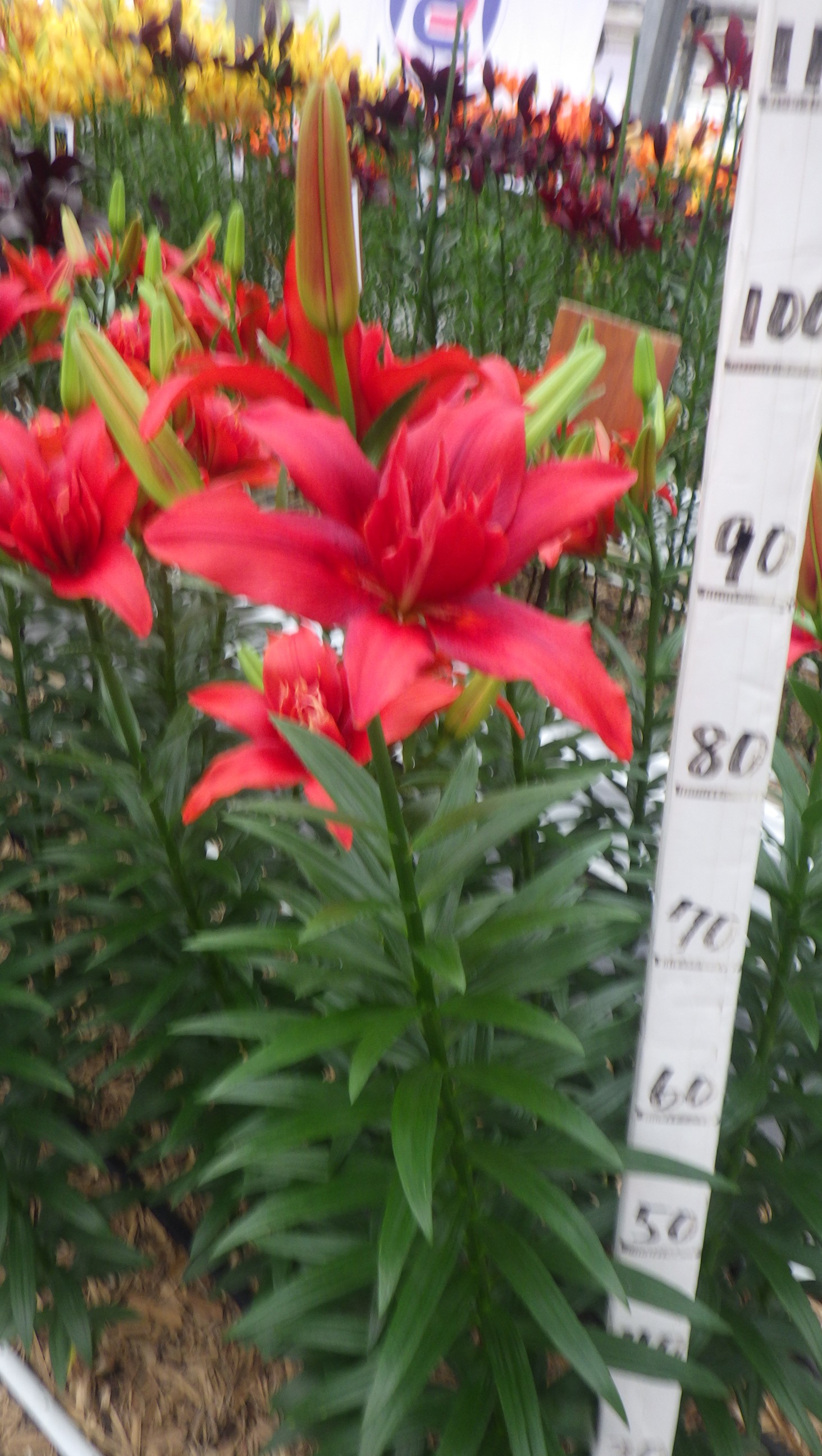 バルドイーグル（花粉無し）